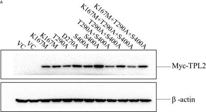 Corrigendum: Foot-and-Mouth Disease Virus Capsid Protein VP1 Antagonizes TPL2-Mediated Activation of the IRF3/IFN-β Signaling Pathway to Facilitate the Virus Replication